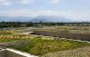 Large extensive green roof